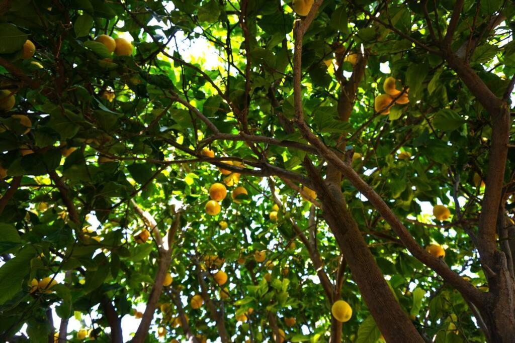 Cosy Guest House With Private Yard Saronida Ngoại thất bức ảnh